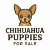 Potty Trained Chichuahua Potty Trained Chichuahua